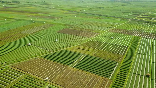 Beautiful aerial view footage of red onion agricultural land with green leaves and rows of water irrigation. Shot in Brebes, Central Java, Indonesia. Professional shot in 4K resolution