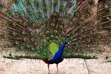 Fotobehang peacock © Gediminas gsh