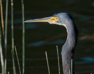 Tricolored Heron