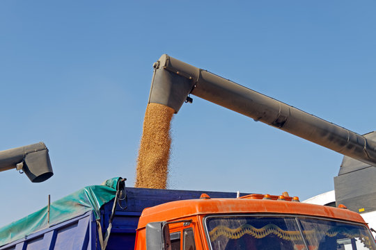 Combine harvester load wheat in the truck at the time of harvest in a sunny summer day