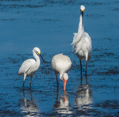 Snowy Egret and Ibis