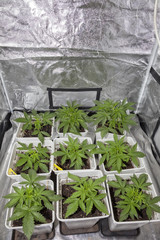 Indoor marijuana growing cupboard