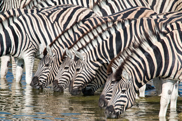 Obraz na płótnie Canvas Watching zebras at a waterhole on safari in Etosha National Park, Namibia, Africa