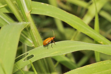 cucurbit beetle