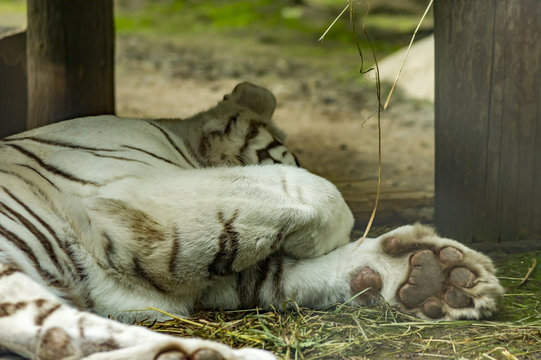 slleping white tiger