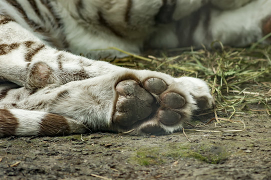 Big paw of sleeping white tiger