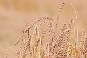 Obraz premium Field of spelt