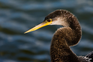 Anhinga