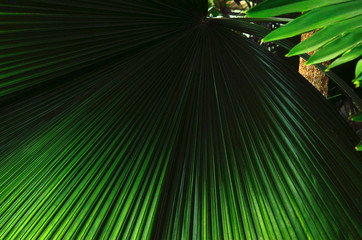 Palm leaves background