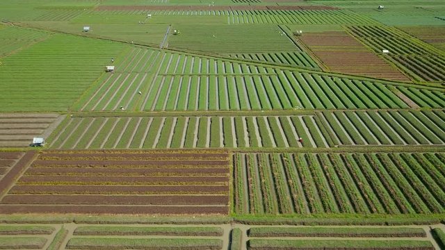 Beautiful aerial view of red onion agricultural land with green leaves and rows of water irrigation. Shot in Brebes, Central Java, Indonesia. Professional shot in 4K resolution