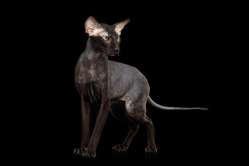 Peterbald Sphynx Cat Posing on Isolated Black background