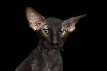 Close-up Portrait of Peterbald Sphynx Cat Curiosity Looks on Isolated Black background