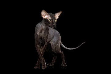 Peterbald Sphynx Cat Posing on Isolated Black background