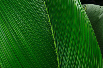 Palm leaves background
