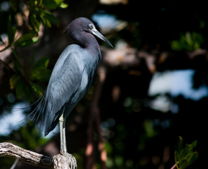 Little Blue Heron
