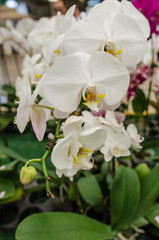 Fototapeta na wymiar The beauty of orchids