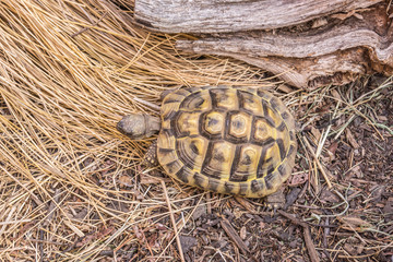 Landschildkröte