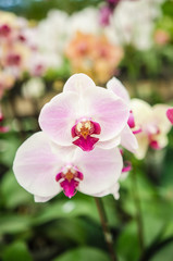 Fototapeta na wymiar The beauty of orchids
