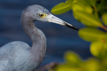 Little Blue Heron