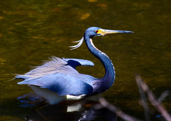 Tricolored Heron