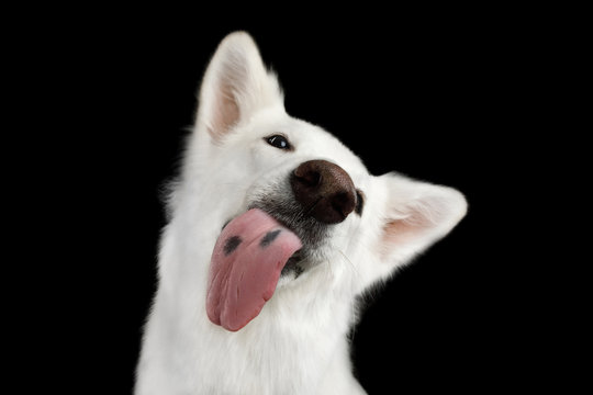 Portrait of Funny White Swiss Shepherd Dog Licking Tongue screen on Isolated Black Background