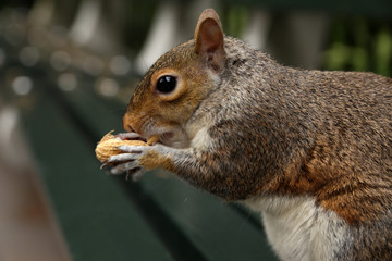Squirrel holds a peanuts on bench in the park