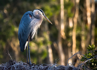 Great Blue Heron