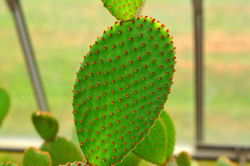 close up cactus background