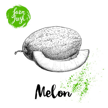 Hand drawn sketch style melon composition isolated on white background. Farm fresh food vector illustration.