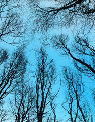 Silhouette Of Trees Branches Without Leaves On Background Of Blu