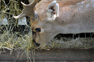 Damwild © Laís Milena Dias