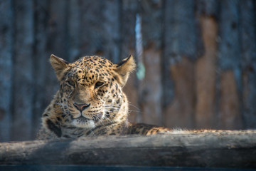 Far-Eastern leopard strong fast wild animal