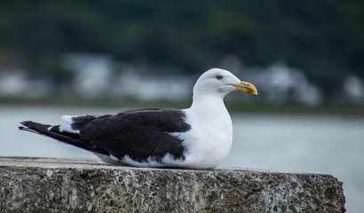 Seagull mulling on life