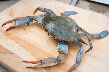 live blue crab © hyesun