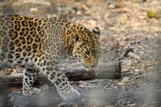 Far-Eastern leopard strong fast wild animal