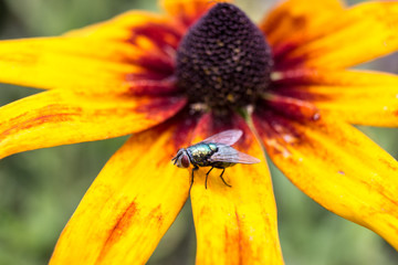 A fly on a flower (9)