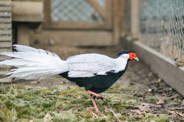beautiful golden pheasant isolated