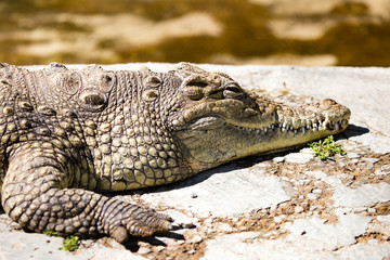Obraz premium Crocodile lies on concrete in the zoo