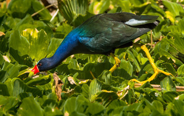 Purple Gallinule