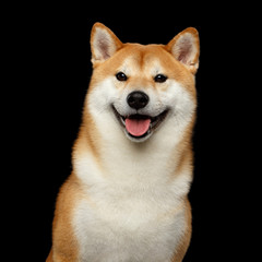 Portrait of Smiling Shiba inu Dog, Looks Happy, Isolated Black Background, Front view