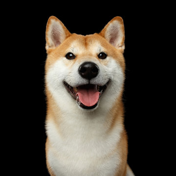 Portrait of Smiling Shiba inu Dog, Looks Happy, Isolated Black Background, Front view
