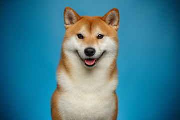 Portrait of Smiling Shiba inu Dog on Blue Background, Front view - obrazy, fototapety, plakaty