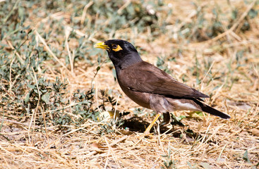 Obraz premium Indian starling in the open air