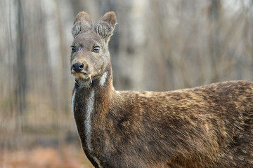 Siberian musk deer hoofed animal rare pair