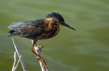 Green Heron
