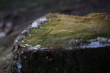 Baumstumpf im Herbst