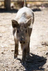 Fototapeta premium Wild boar in the zoo