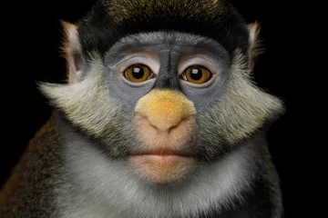Papier Peint photo Singe Portrait of Red tail monkey, or Schmidt's guenon Cercopithecus ascanius ape Isolated on Black Background