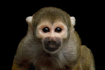 Close up Portrait of Squirrel Monkey or Saimiri Isolated on Black Background