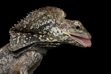 Close-up Frill-necked lizard attack, also known as the frilled lizard, Chlamydosaurus kingii, on isolated Black Background, profiel view